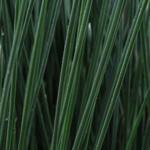 Juncus ColorGrass&reg; 'Blue Arrows' Rush Image