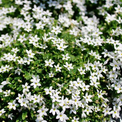 Isotoma White Star Creeper Image