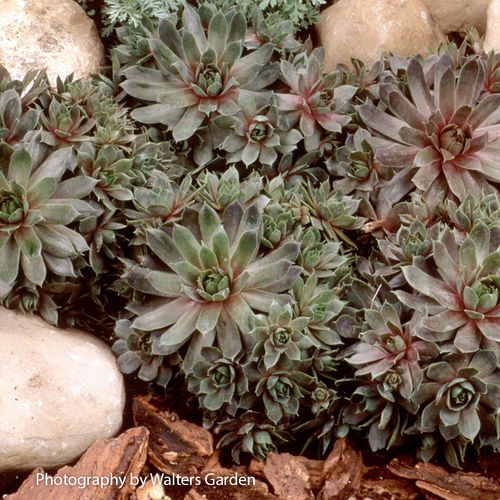 Sempervivum 'Purple Beauty' Hens & Chicks Image