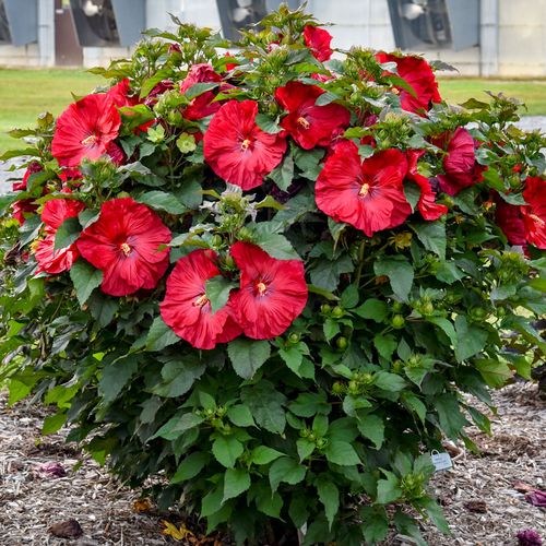 Hibiscus Summerific&reg; 'Valentine's Crush' Rose Mallow Image