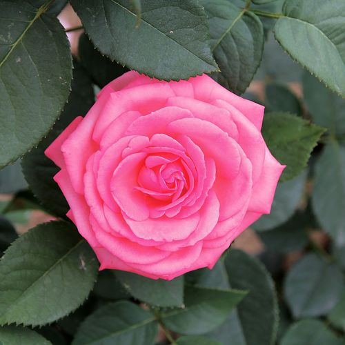 Canada Blooms Hybrid Tea Rose Image