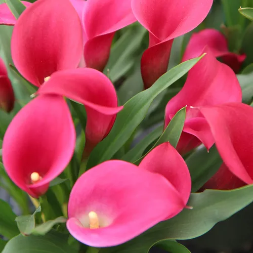 Zantedeschia Callafornia® Red Calla Lily Bulb | Jackson & Perkins