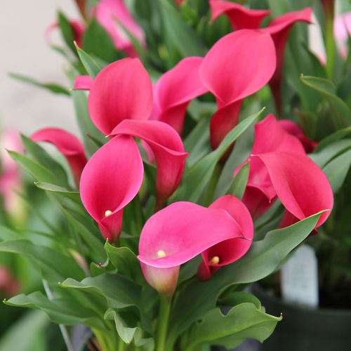 Zantedeschia Callafornia&reg; Red Calla Lily Bulb Image