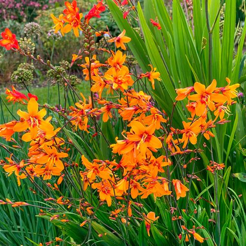 Crocosmia 'Emily McKenzie' Falling Stars Bulbs Image