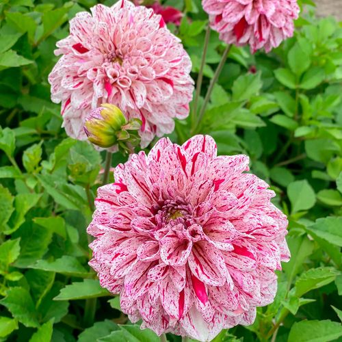 Dahlia Go Go Speckled Decorative Dahlia Bulb Image