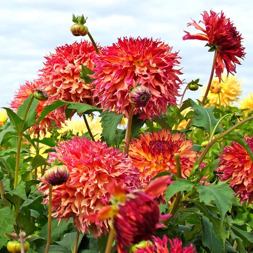 Dahlia Myrtle's Folly Dinner Plate Dahlia Bulb Image