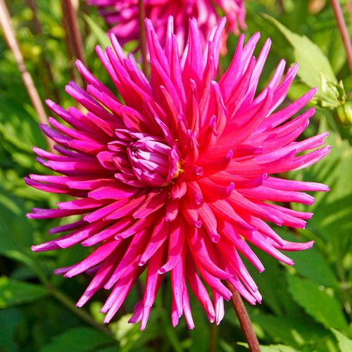 Dahlia 'Purple Gem' Cactus Dahlia Bulb Image
