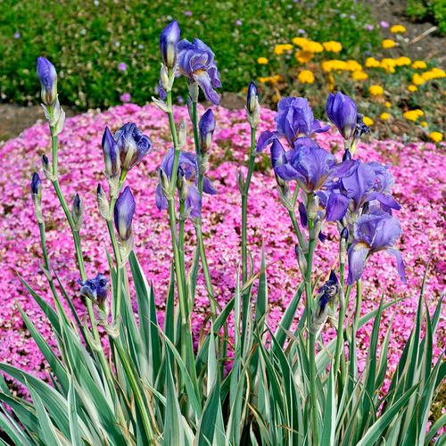 Iris 'Albo Variegata' Image