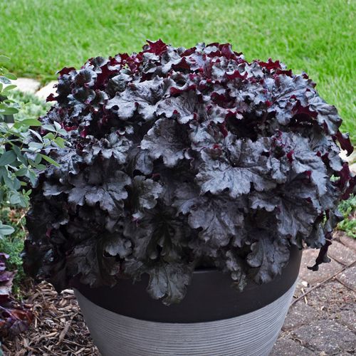 Heuchera Dressed Up&reg; 'Evening Gown' Coral Bells Image