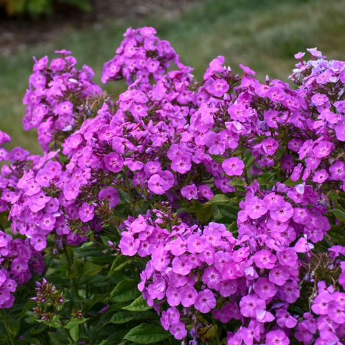 Phlox Garden Girls&reg; 'Cover Girl' Garden Phlox Image