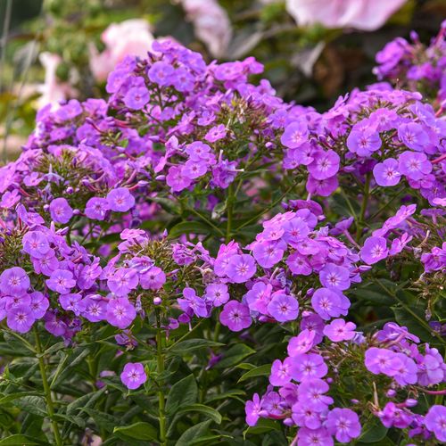 Phlox Garden Girls&reg; 'Cover Girl' Garden Phlox Image