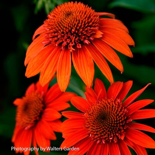 Echinacea Sombrero&reg; Fiesta Orange Coneflower Image