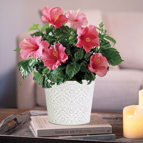 Lipstick Pink Hibiscus Plant Image