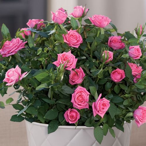 Pink Rose Gift Plant Image