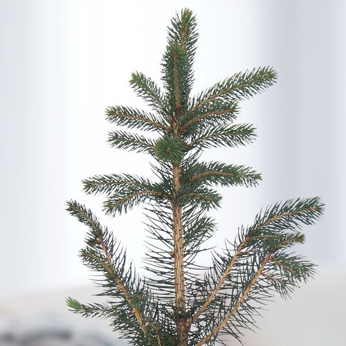 Colorado Blue Spruce Gift Tree Image