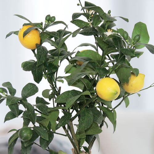 Meyer Lemon Gift Tree Image