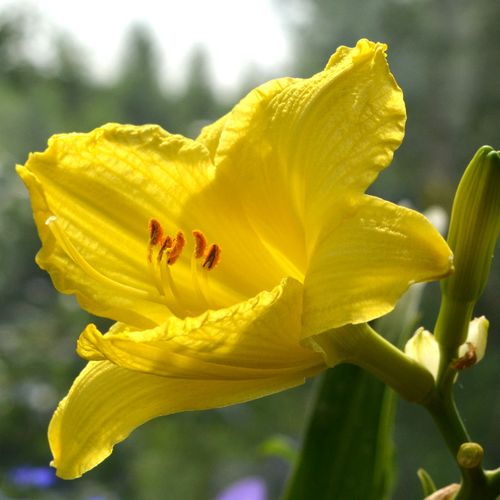 Hemerocallis 'Fragrant Returns' Daylily Image
