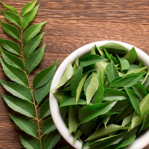 Bergera Curry Leaf Tree Image