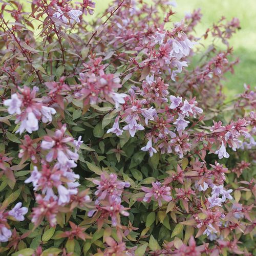 Abelia Poco Loco&trade; Image
