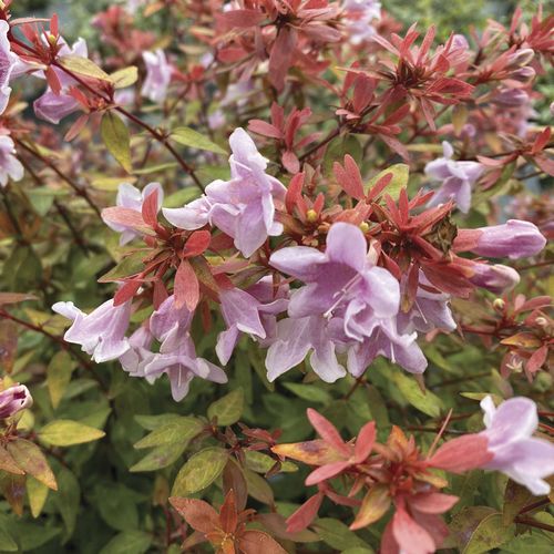 Abelia Poco Loco&trade; Image