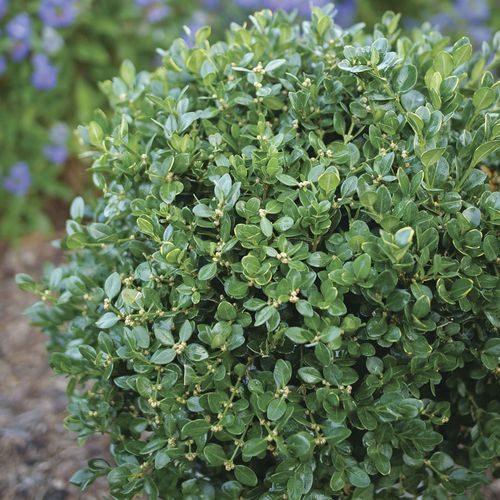 Buxus Neatball&trade; Boxwood Image