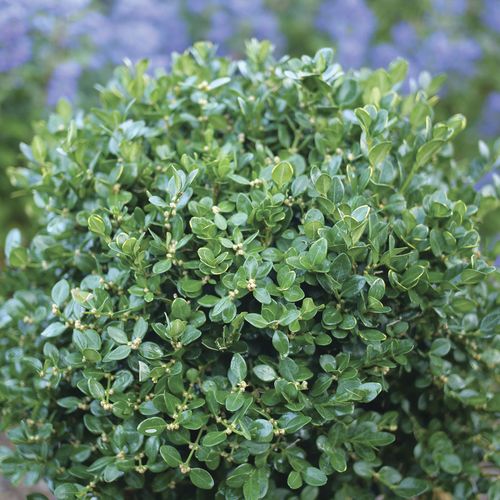 Buxus Neatball&trade; Boxwood Image