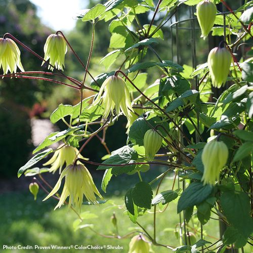 Clematis Funyella&reg; Image