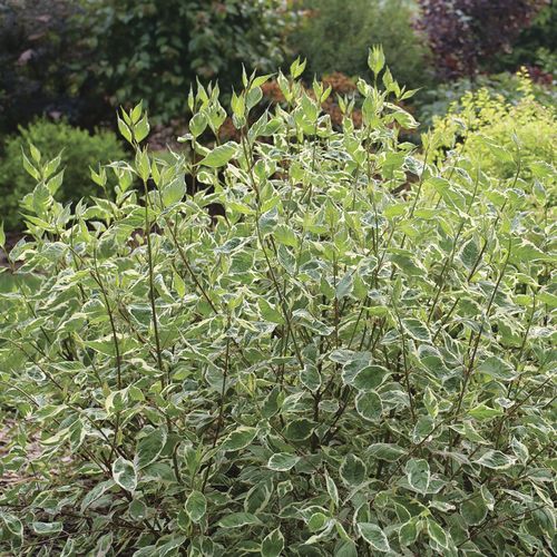 Cornus Sgt. Pepper&trade; Dogwood Image