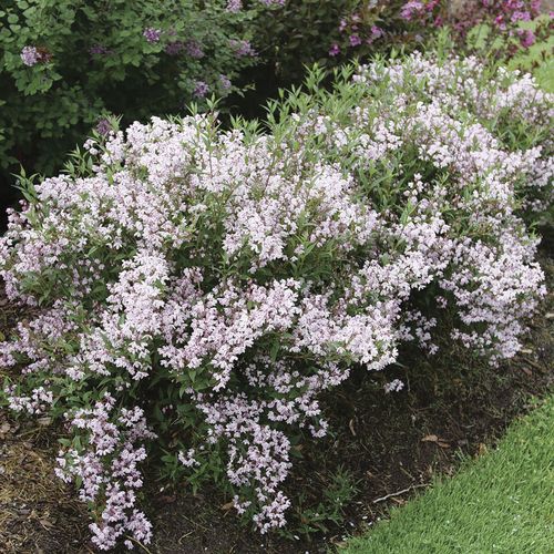 Deutzia Yuki Kabuki&trade; Image