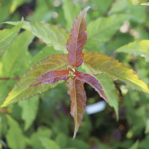 Diervilla Kodiak&reg; Red 2.0 Bush Honeysuckle Image