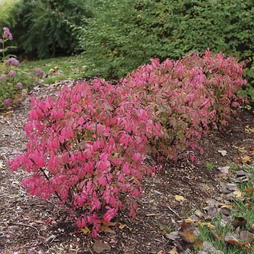 Euonymus Fire Ball Seedless&trade; Burning Bush Image