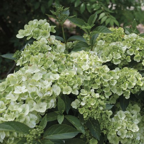 Hydrangea Fairytrail&trade; Green Cascade Hydrangea Image