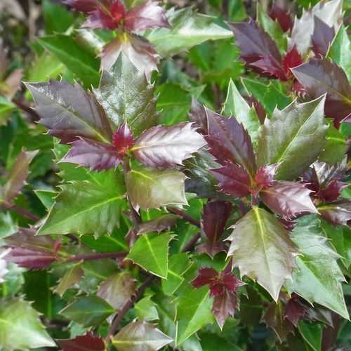 Ilex Castle Rouge&trade; Blue Holly Image
