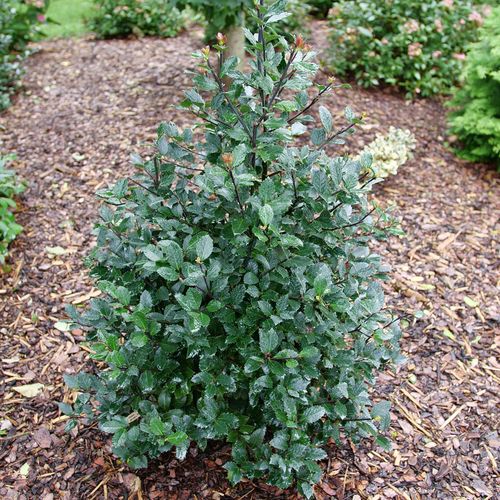 Ilex Castle Rouge&trade; Blue Holly Image