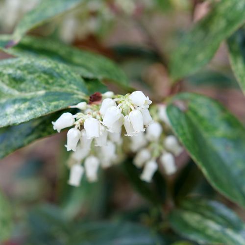 Lecothoe Paisley Pup&trade; Image