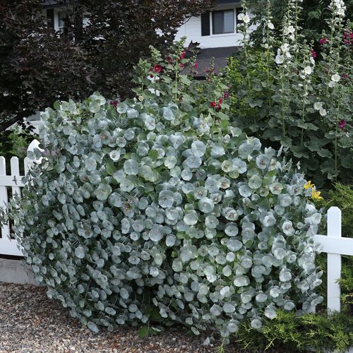 Lonicera Kintzley's Ghost&reg; Grape Honeysuckle Image