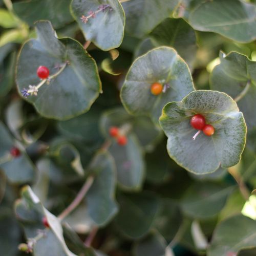 Lonicera Kintzley's Ghost&reg; Grape Honeysuckle Image
