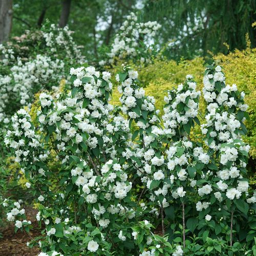 Philadelphus Illuminati Spice&trade; Mock Orange Image