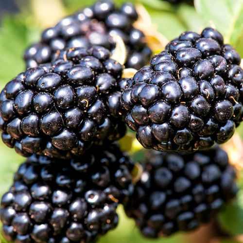 Rubus Taste of Heaven&trade; Thornless Blackberry Image