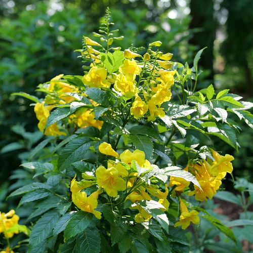 Tecoma Chicklet&reg; Gold Trumpet Bush Image