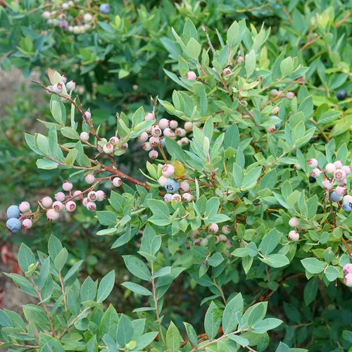Vaccinium Splendid!™ Blue Highbush Blueberry | Jackson & Perkins