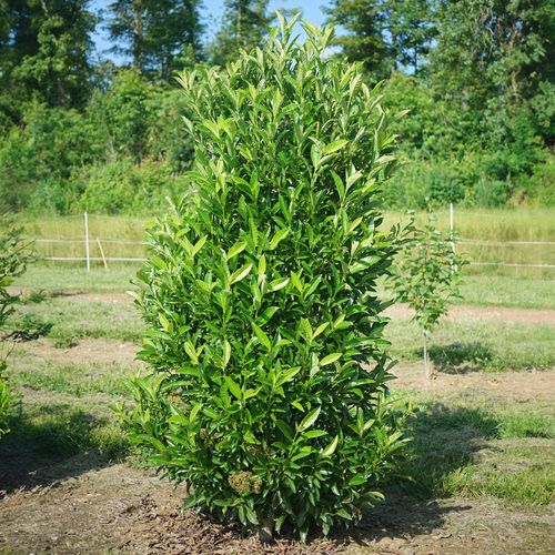 Viburnum Yardline&trade; Snowball Bush Image