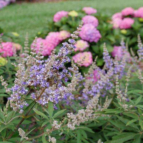 Vitex Rock Steady&trade; Chastetree Image