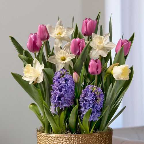 Purple Passion Bulb Garden Image