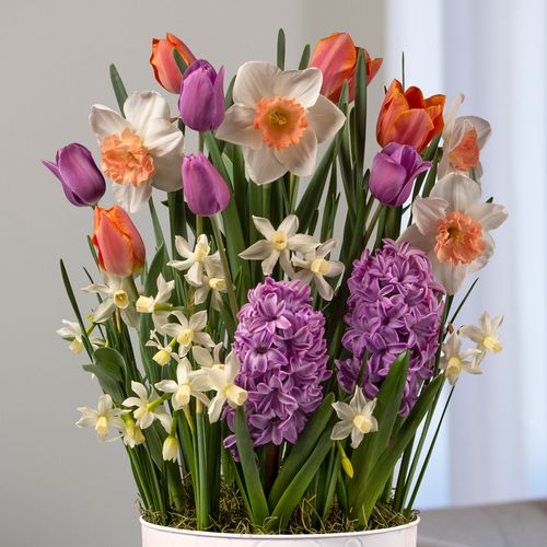 Peach Charm Bulb Garden Image