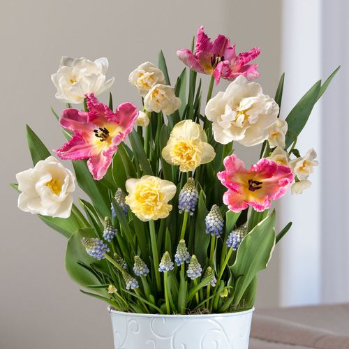 Spring Kiss Bulb Garden Image