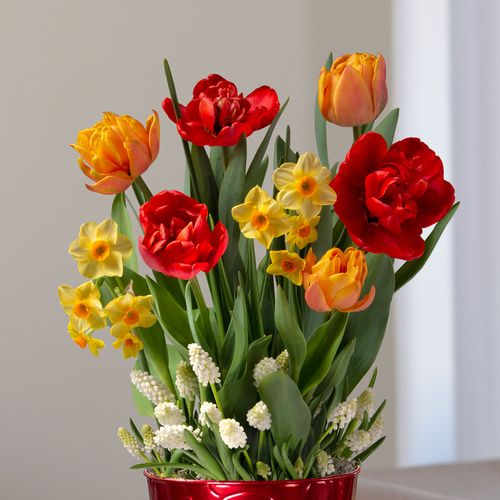 Summer Breeze Bulb Garden Image