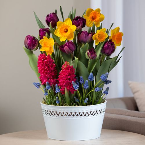 Cheerful Wishes Bulb Garden Image