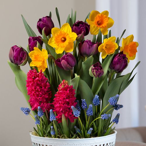 Cheerful Wishes Bulb Garden Image