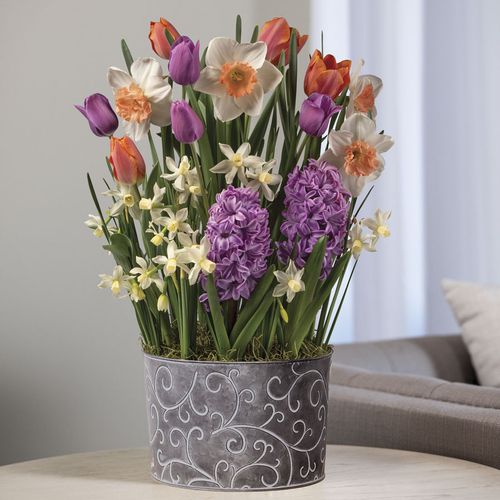 Coral Reef Bulb Garden Image